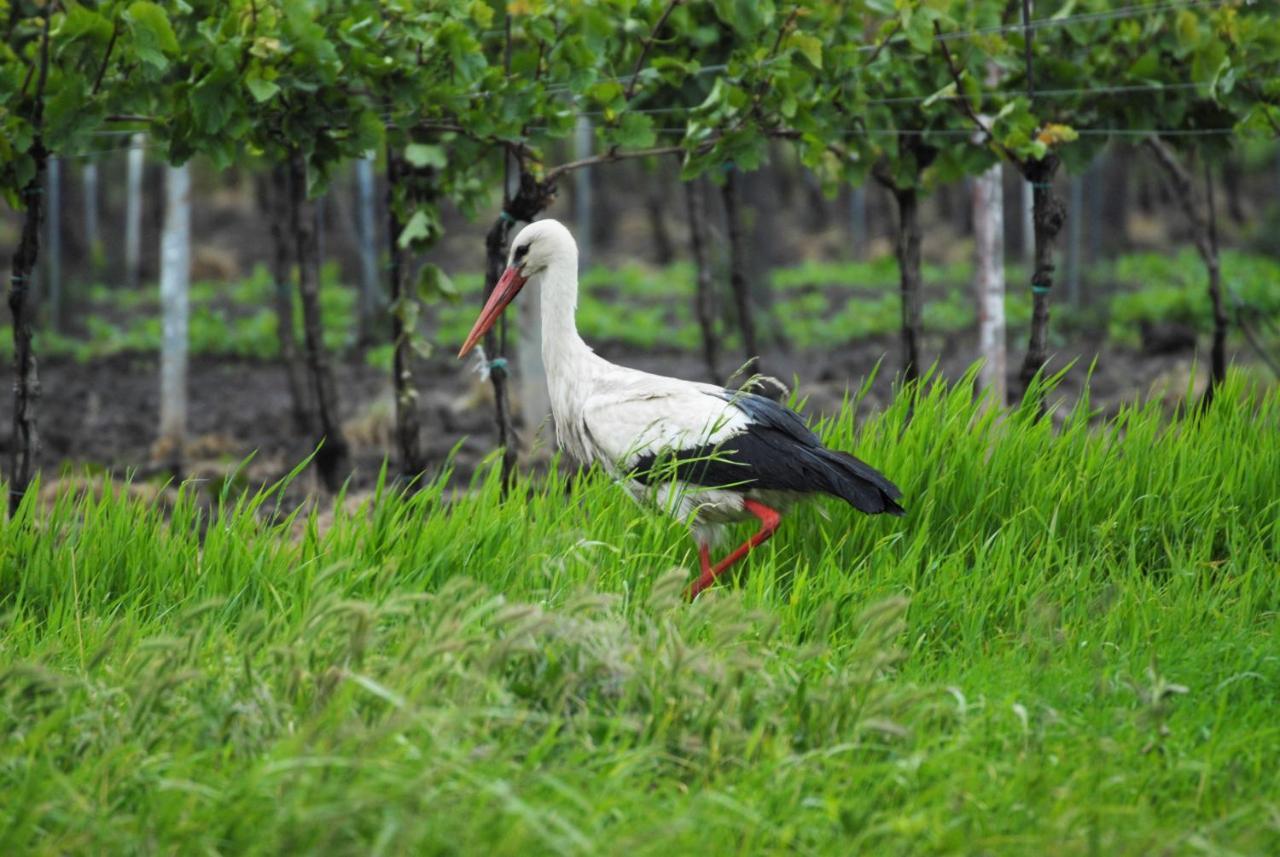 Pension & Weingut Storchenblick Illmitz Exterior foto