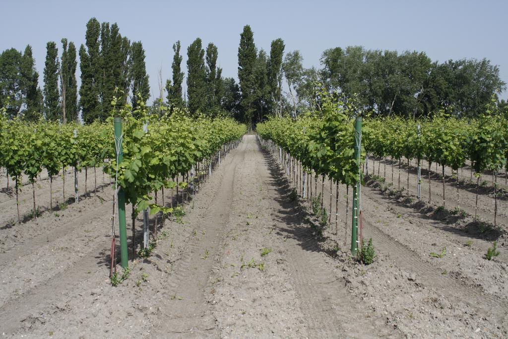 Pension & Weingut Storchenblick Illmitz Exterior foto